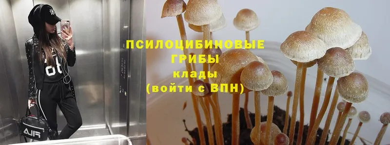 Псилоцибиновые грибы MAGIC MUSHROOMS  купить наркотик  Ветлуга 